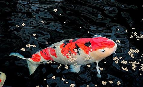 鯉魚養幾隻|【鯉魚養幾隻】養幾條鯉魚最旺財？跟著這個錦鯉魚飼養指南，財。